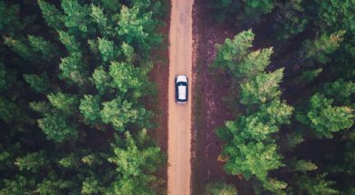 car-trees-forest