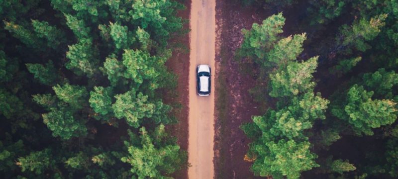 car-trees-forest