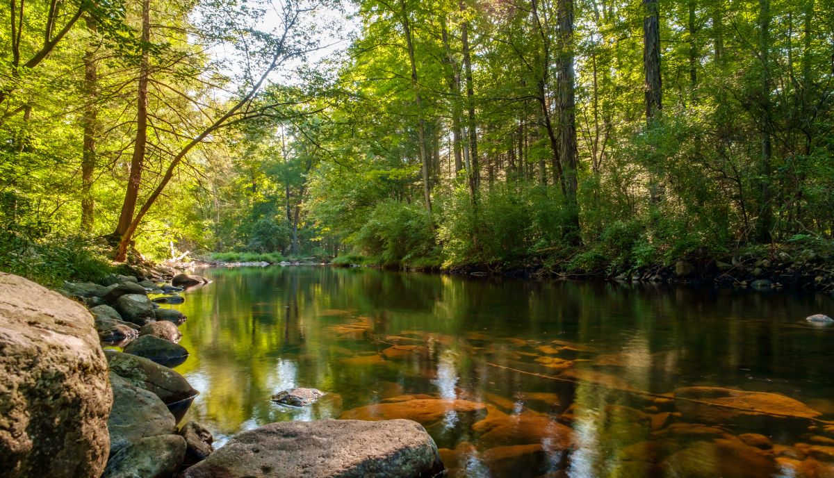 Forest bathing: Τι είναι και ποια τα οφέλη του για την υγεία;